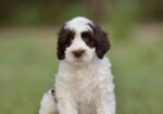 Australian Labradoodle Puppies