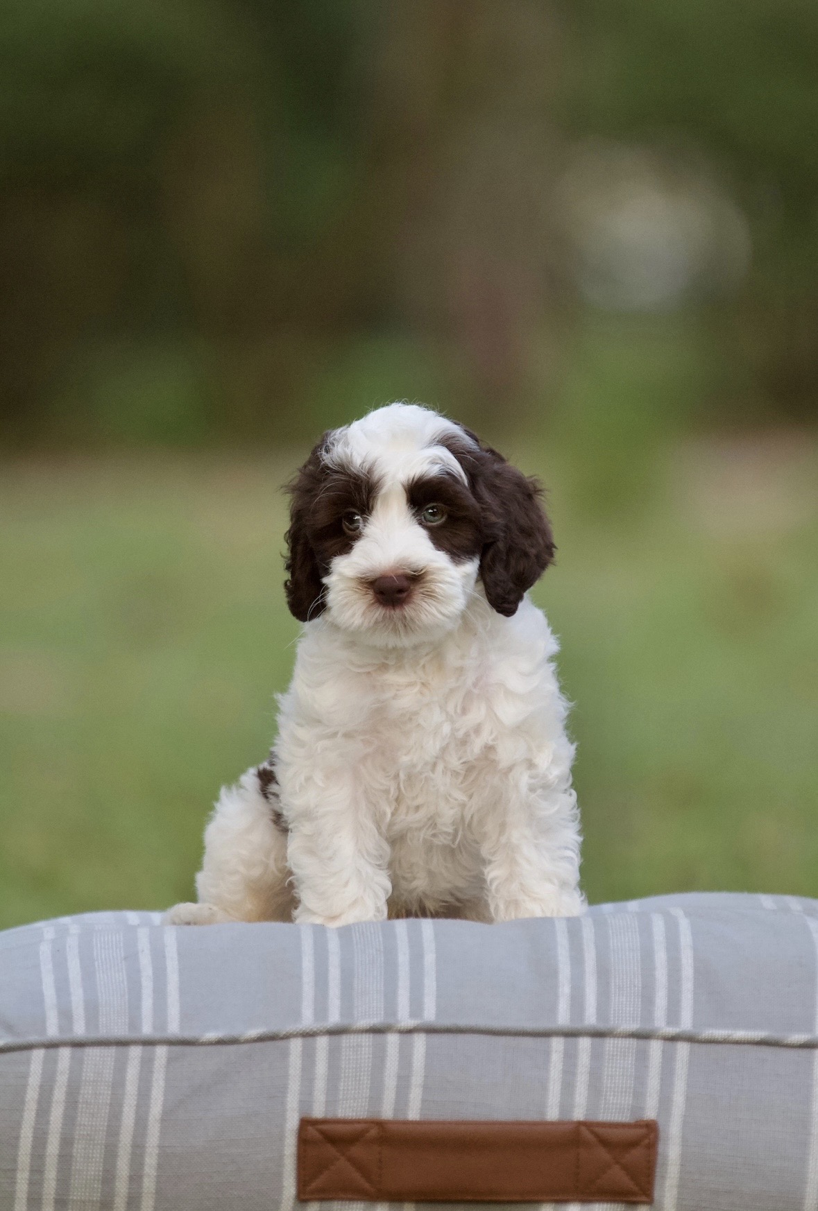 Australian Labradoodle Puppies