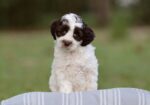 Australian Labradoodle Puppies