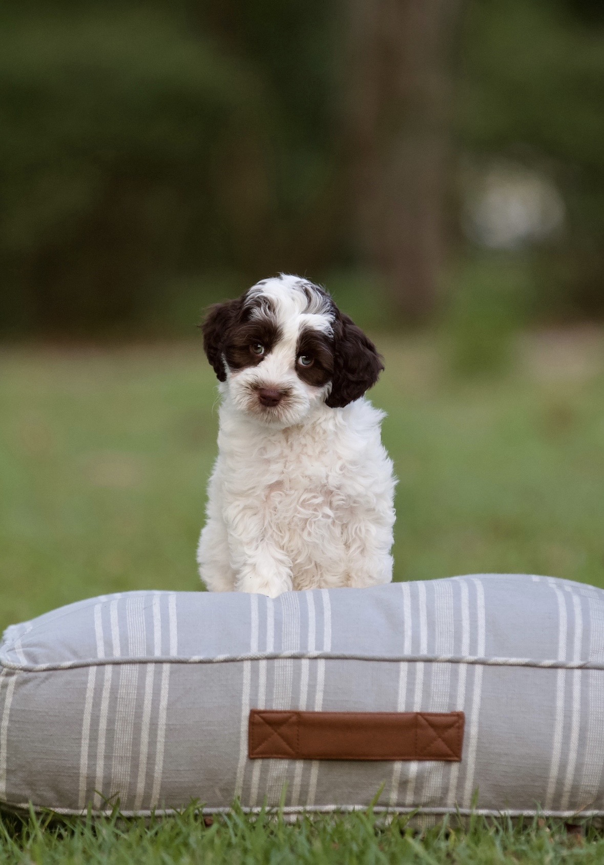 Australian Labradoodle Puppies
