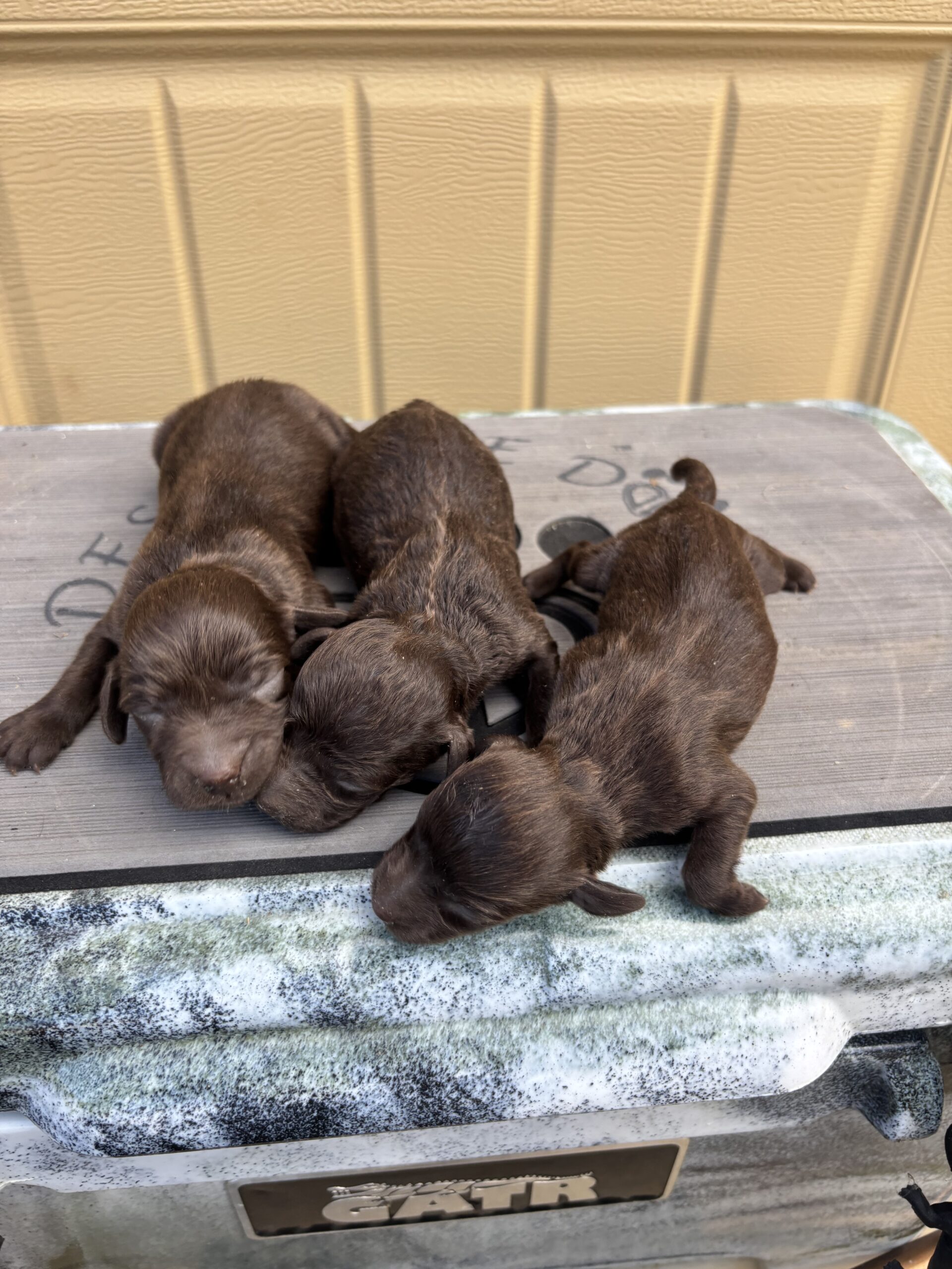 Boykin Spaniels