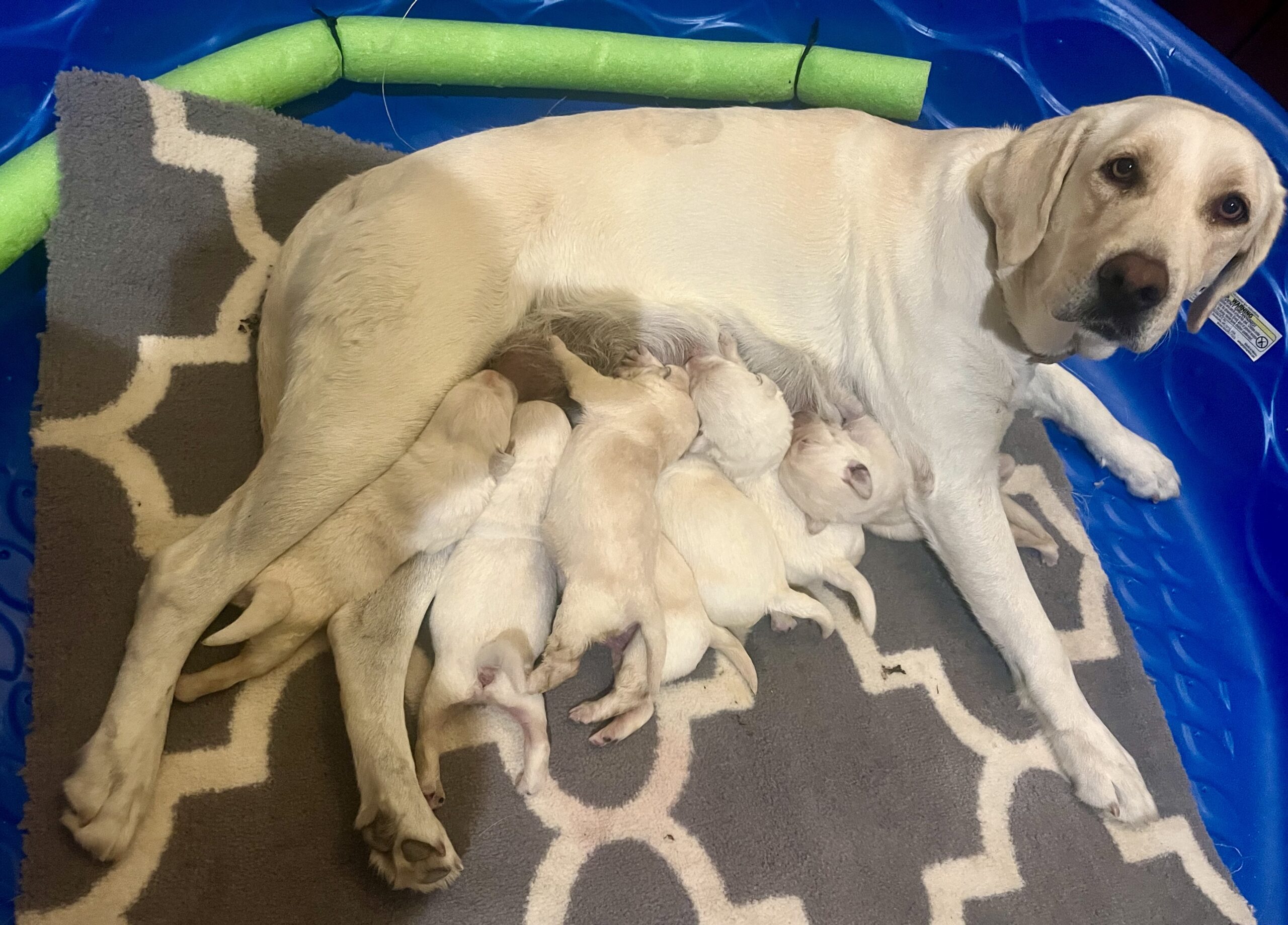 AKC Lab Pups