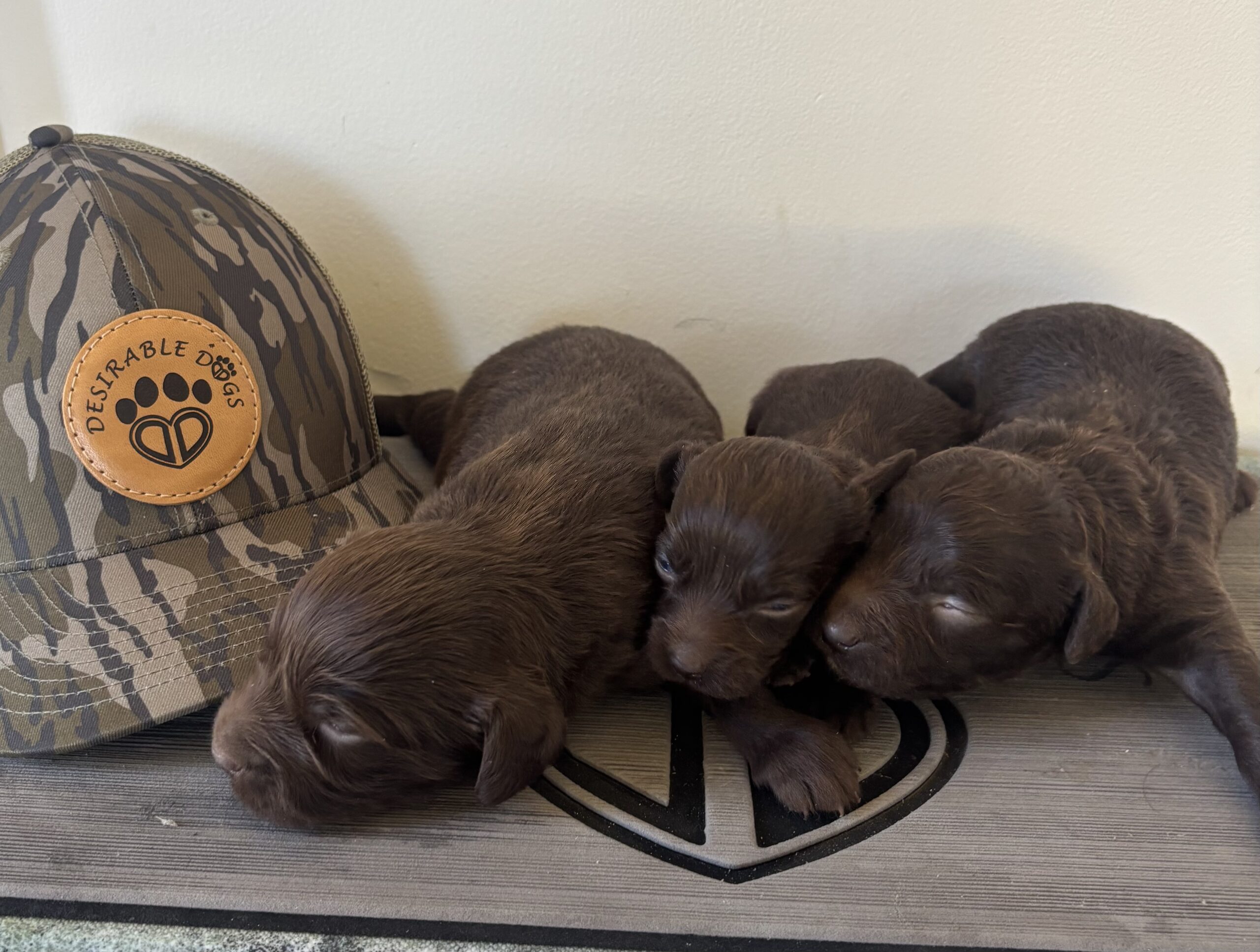 Boykin Spaniel