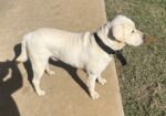 AKC Labrador Retriever Lab Pups