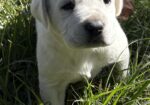 AKC ENGLISH LABRADOR PUPPIES – Champion Bloodlines