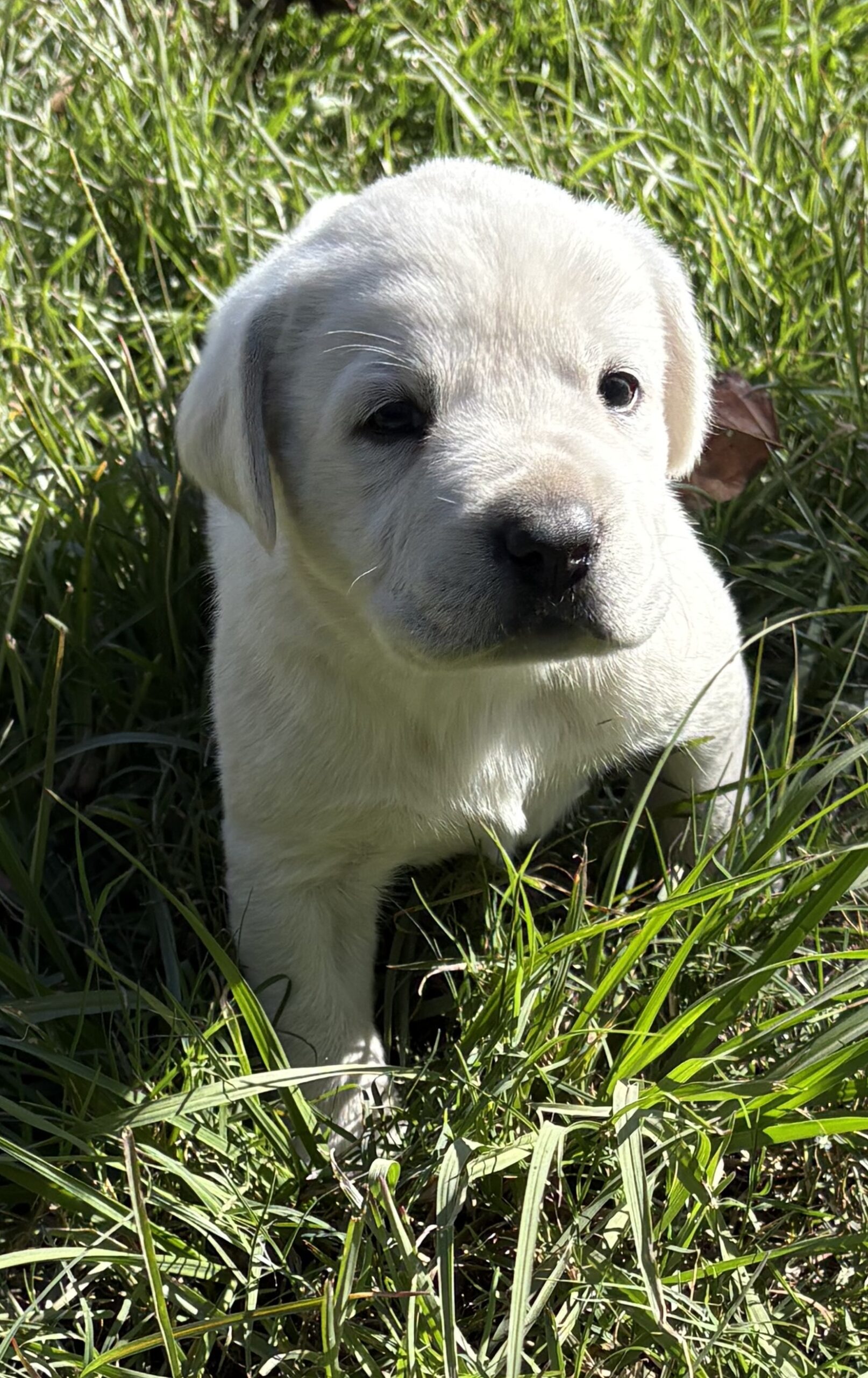 AKC ENGLISH LABRADOR PUPPIES – Champion Bloodlines