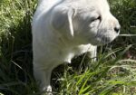 AKC ENGLISH LABRADOR PUPPIES – Champion Bloodlines