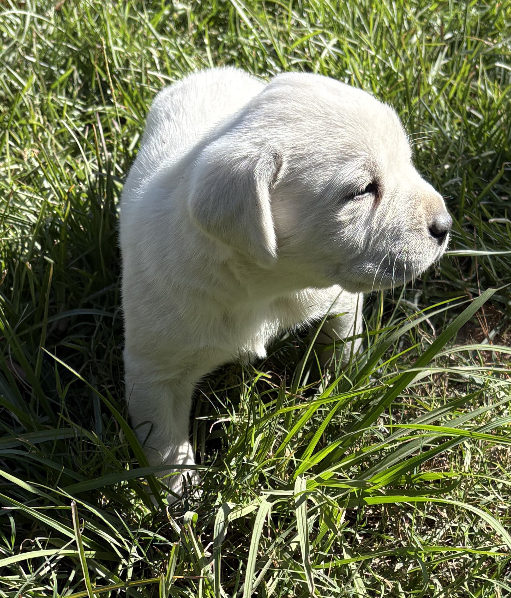 AKC ENGLISH LABRADOR PUPPIES – Champion Bloodlines