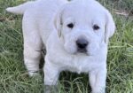 AKC ENGLISH LABRADOR PUPPIES – Champion Bloodlines