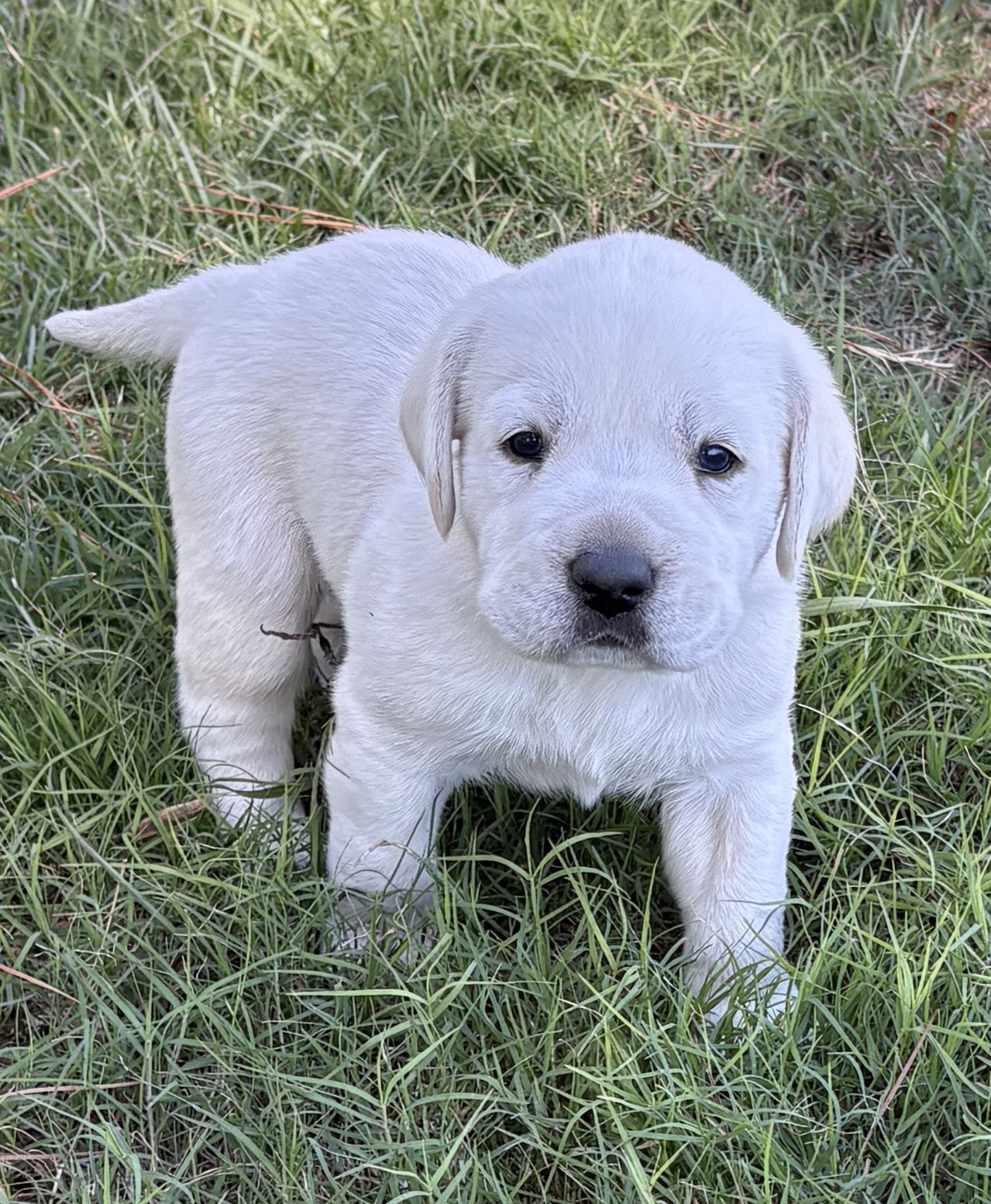 AKC ENGLISH LABRADOR PUPPIES – Champion Bloodlines