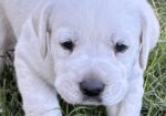 AKC ENGLISH LABRADOR PUPPIES – Champion Bloodlines