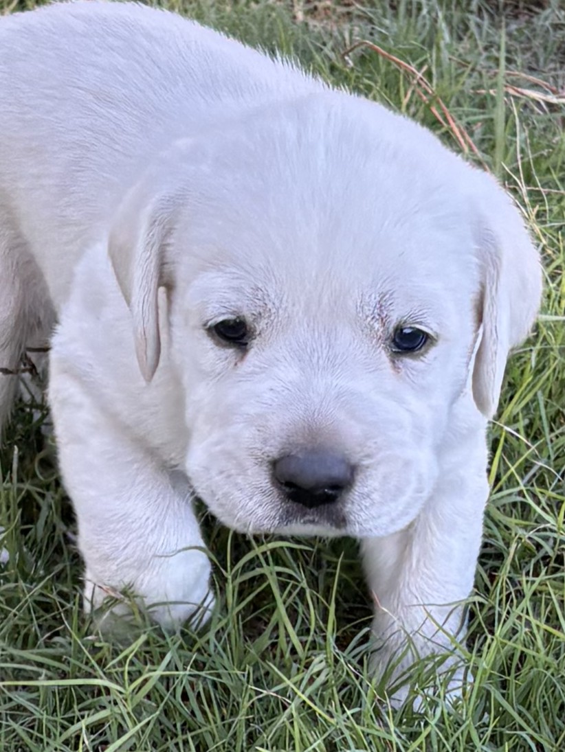 AKC ENGLISH LABRADOR PUPPIES – Champion Bloodlines
