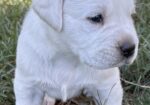 AKC ENGLISH LABRADOR PUPPIES – Champion Bloodlines