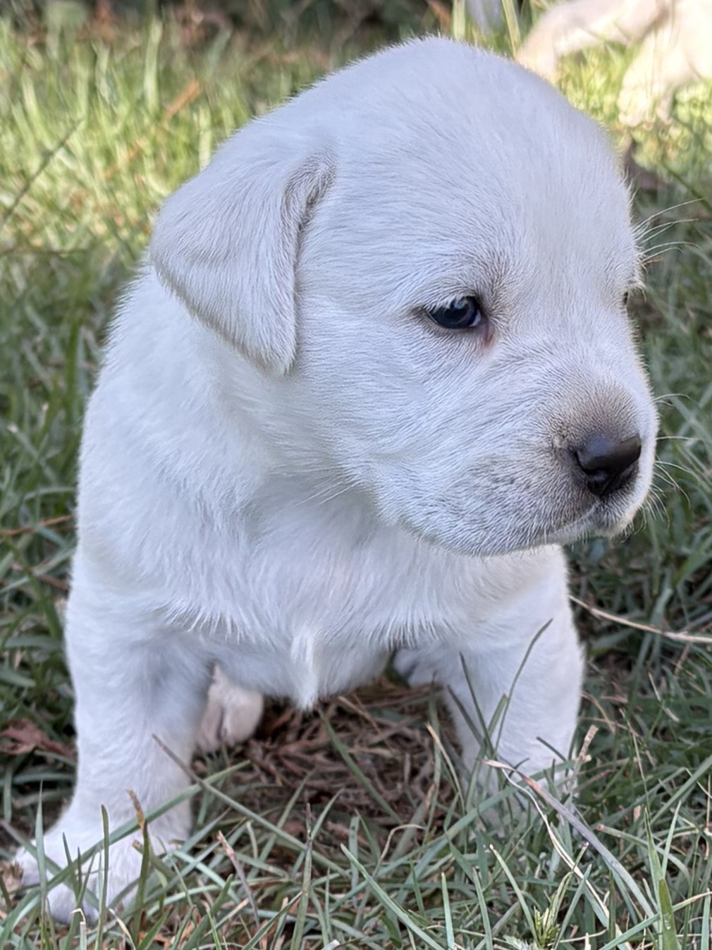 AKC ENGLISH LABRADOR PUPPIES – Champion Bloodlines