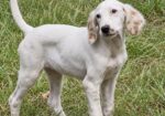 English Setter Puppies (Champion Bloodlines)