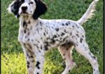 English Setter Puppies (Champion Bloodlines)