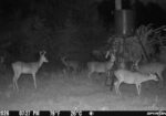 GLOSTER , MISSISSIPPI 42.5 Acres Turnkey Hunting Property