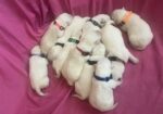 Thanksgiving Lab Pups