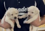 Thanksgiving Lab Litter