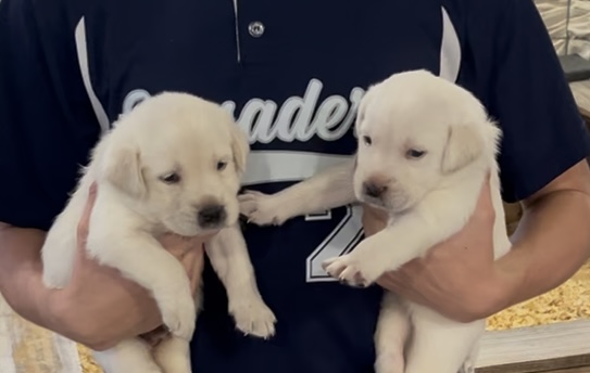 Thanksgiving Lab Litter