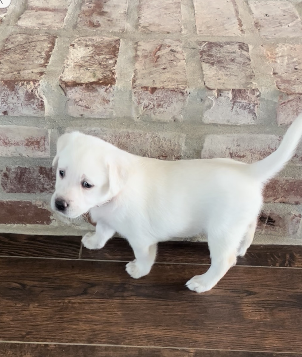 Thanksgiving Lab Litter