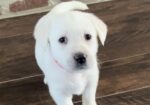Thanksgiving Lab Litter