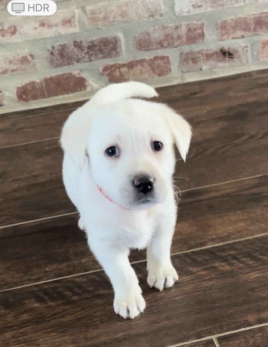 Thanksgiving Lab Litter