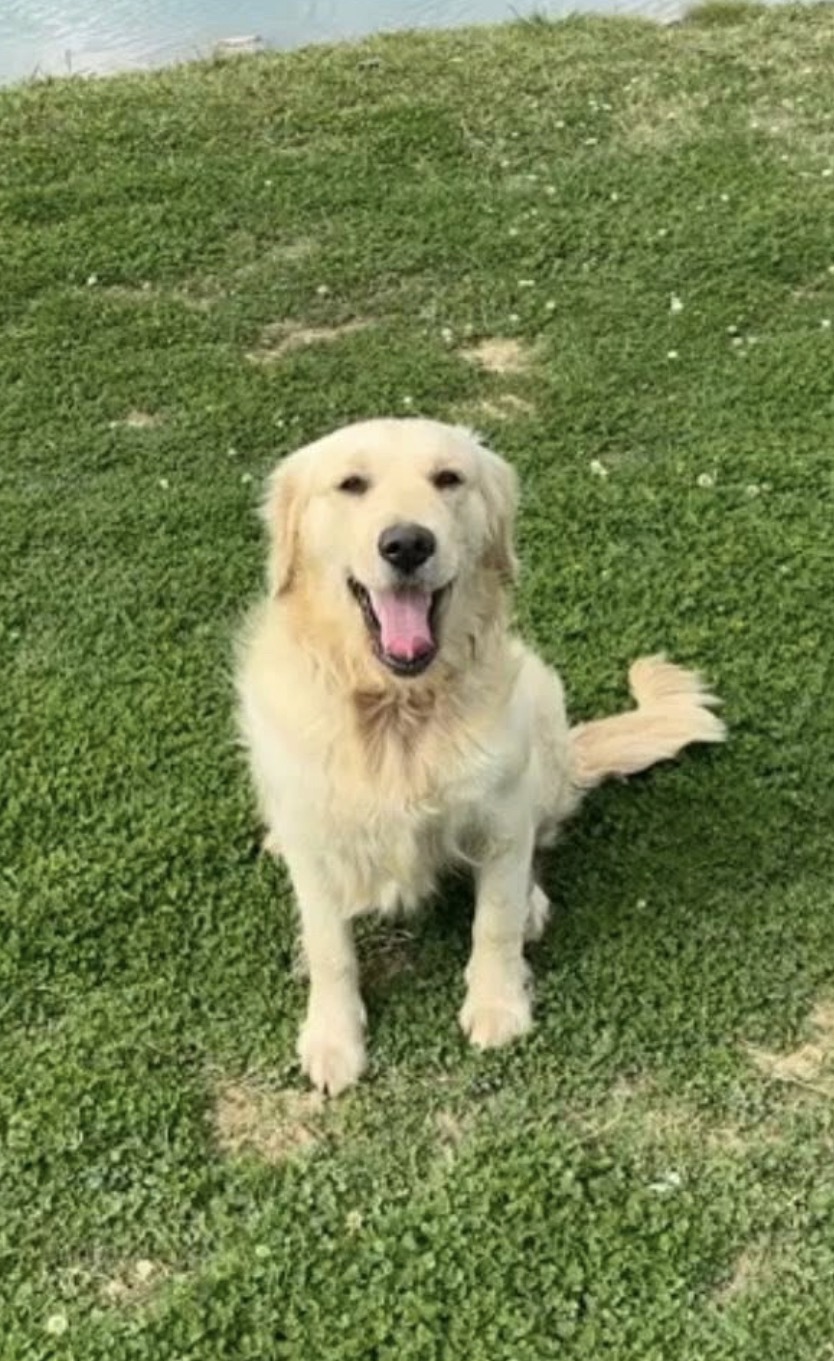 FEMALE GOLDEN RETRIEVER