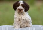 Australian Labradoodle Puppies