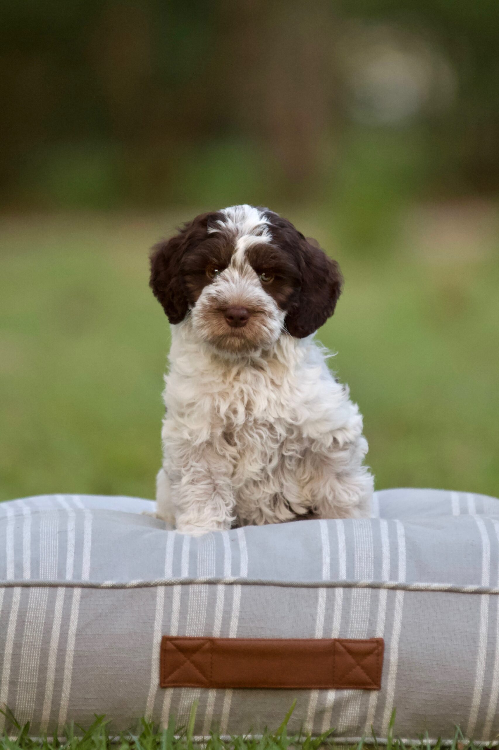 Australian Labradoodle Puppies
