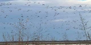 Snow geese fill up Louisiana rice fields and other spots that offer food sources late in the season.
